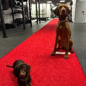 Hazel & Fuego at SHARP GYM